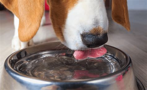 dog bowl for sloppy drinkers.